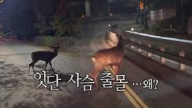 [영상] 수원 이어 의왕서 또 사슴 생포...주의할 점은?