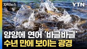 [자막뉴스] 연어가 양양에 나타났다... 