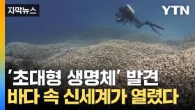 [자막뉴스] '세계 최대의 산호초' 경이로운 발견...지구의 숨은 보물 찾았다