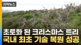 [자막뉴스] 세계 유일 보물창고 한라산...멸종위기 살려낸 '실마리'