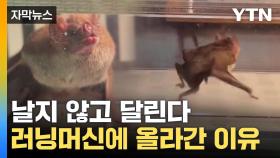 [자막뉴스] '흡혈박쥐' 특별한 진화...러닝머신 올려 비밀 풀었다