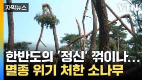 [자막뉴스] 한반도 덮친 이상 현상...고사 위기 처한 소나무