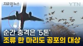 순간 충격은 '5톤급'...단 한 마리 조류도 감당할 수 없는 '공포의 파괴력' [지금이뉴스]