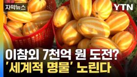 [자막뉴스] 단맛과 크기 모두 잡았다... 성주서 참외 '주렁주렁'