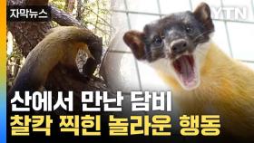 [자막뉴스] 귀여운 외모에 속았는데...사냥 장면에 '깜짝'