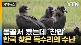 [자막뉴스] 3천㎞ 날아왔는데... '한국행' 독수리 수난 시대