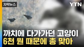[자막뉴스] 고양이에겐 쏘지 않았다던 포수... 사체 부검해 보니