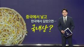 중국서 낳고 한국서 기른 콩나물... 국내산? 중국산? [앵커리포트]