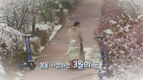 [영상] 봄 속에 피어난 순백의 아름다움, 3월의 눈꽃