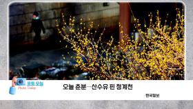 [포토오늘] 오늘 춘분...산수유 핀 청계천