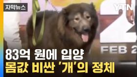 [자막뉴스] 세계에서 가장 비싼 '개'...수십 억에 입양한 이유는?