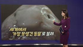 '자세히 보아야 예쁘다, 너도 그렇다'...블롭피시, '올해의 물고기' 선정 [앵커리포트]