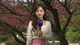 [날씨] 고온에 봄꽃 활짝...건조한 날씨 속 '산불 비상'