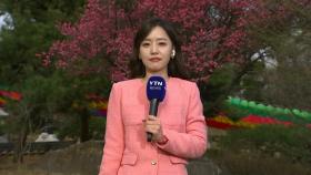 [날씨] 높은 기온에 활짝 핀 봄꽃...메마른 대기, 산불 비상