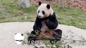 '덜덜' 떨던 푸바오, 4달 만에 외부 공개...