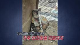 화마 속 새끼 지켜낸 백구 '금순이' [앵커리포트]