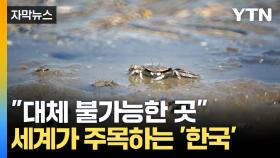 [자막뉴스] 한국에 쏠린 전 세계 관심...고창에 무슨 일?