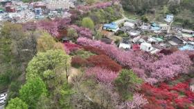[전북] 겹벚꽃·철쭉 만개...전주 완산 꽃동산 '봄꽃 절정'