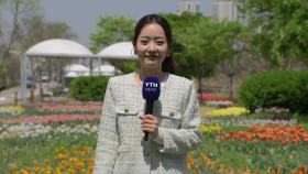 [날씨] 봄꽃 '활짝' 완연한 봄...메마른 대기 속 강한 바람