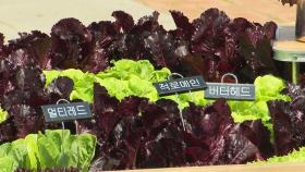 삭막한 도심 속 '치유 농업'...