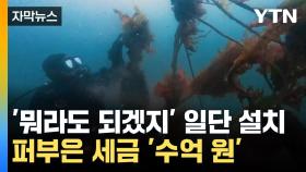 [자막뉴스] '바다 숲 살리기' 세금 퍼부었는데...살아난지도 모르는 지자체