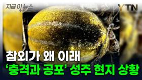 참외잎 들춰 보고 화들짝...성주 참외 농가 '비상' [지금이뉴스]