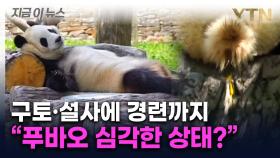 '푸바오 이상 징후' SNS 속출...중국 측이 내놓은 해명 [지금이뉴스]