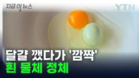 괴산서 청계가 낳아... 날달걀 속 '흰 물체 정체' [지금이뉴스]