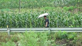 [날씨] 영덕 35℃, 내일도 여름 더위...곳곳 비 내리며 습도↑