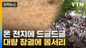 [자막뉴스] '벌레 박람회' 된 오사카...난리난 위생 상태에 '비명' 속출