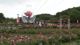'300만 송이 장미'...울산대공원 장미축제 북적