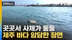 [자막뉴스] 