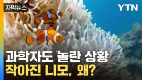 니모가 작아졌다！...