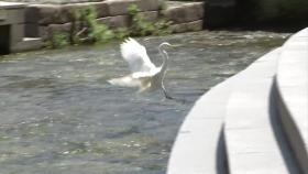 청계천 복원 20년...수변감성도시 꿈꾸는 서울