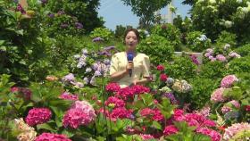 활짝 핀 오색 수국...청량한 초여름 만끽