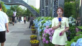 90만 송이 수국 만개...알록달록 수국 정원 '북적'