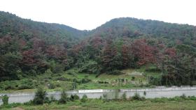 강릉서 소나무재선충병 발생...산림 당국, 긴급 방제
