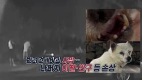 묶여 있는 반려견에 비비탄 난사한 '현역 군인'...한 마리 결국 숨져 [앵커리포트]