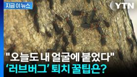 익충이지만 징그러운 '러브버그', 슬기로운 퇴치 방법은? [지금이뉴스]