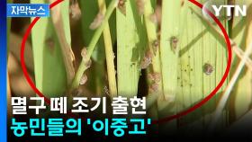 [자막뉴스] 무더위에 벼멸구 급증...농민들의 '이중고'