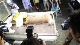 ＂멸종위기종인데＂…′동물원 탈출′ 퓨마, 4시간여만에 사살
