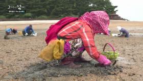 승봉도 부녀회 총출동, 본격 ′바지락 캐기′ 시작!