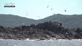 ′자연산 상합(백합)′과 세계멸종위기종인 ′저어새′를 만날 수 있는 축복받은 섬! 장봉도