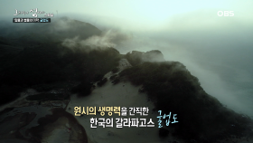 국내최대! 해양 침식지형의 백미, 굴업도 해식와