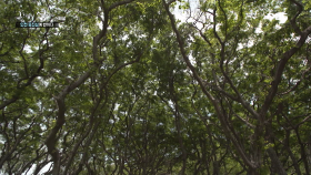 [ASMR]인천 옹진섬 그 ′소리′에 반하다