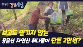 ＂가격 실화?＂…용문산 자연산 취나물이 단돈 2만원?