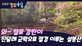 봄이면 진달래 군락으로 절경 이루는 이천 설봉산