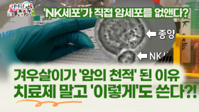 [건강한 家] 겨우살이가 ′암의 천적′ 된 이유 치료제 말고 ′이렇게′도 쓴다?!