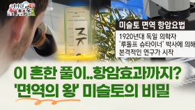 [건강한 家] 이 흔한 풀이..항암효과까지? ′면역의 왕′ 미슬토의 비밀