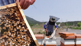 로열젤리 다수확 꿀벌 ′젤리킹′, 생산성 확대